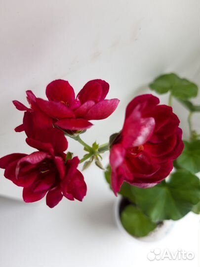 Пеларгония плющелистная