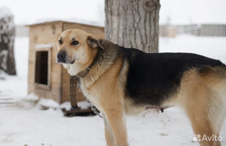 Собака в добрые руки