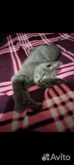 Котята в добрые руки бесплатно