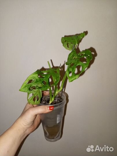 Монстера адансона