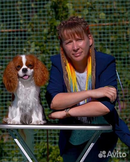 Кавалер кинг чарльз спаниель вязка