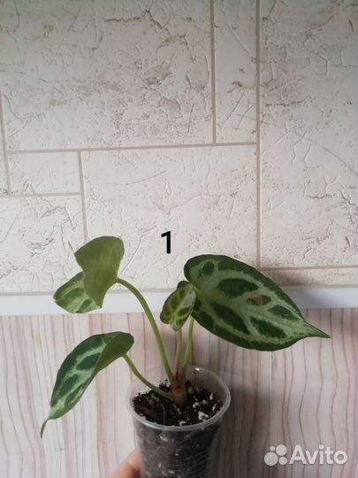 Антуриум сильвер блаш