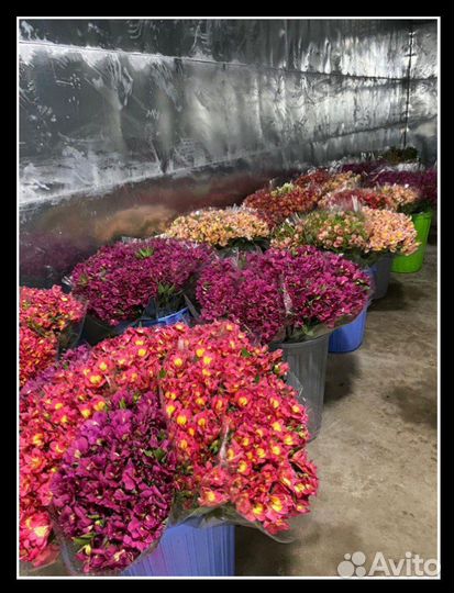 Альстромерии опт