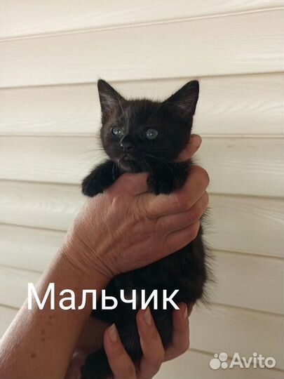 Котята в добрые руки бесплатно