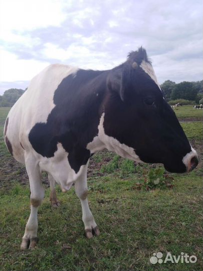 Корова дойная