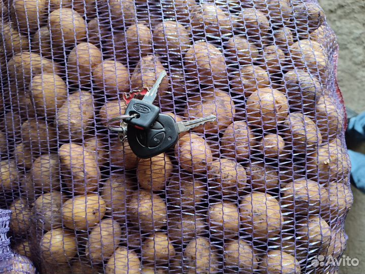 Картофель на корм животным