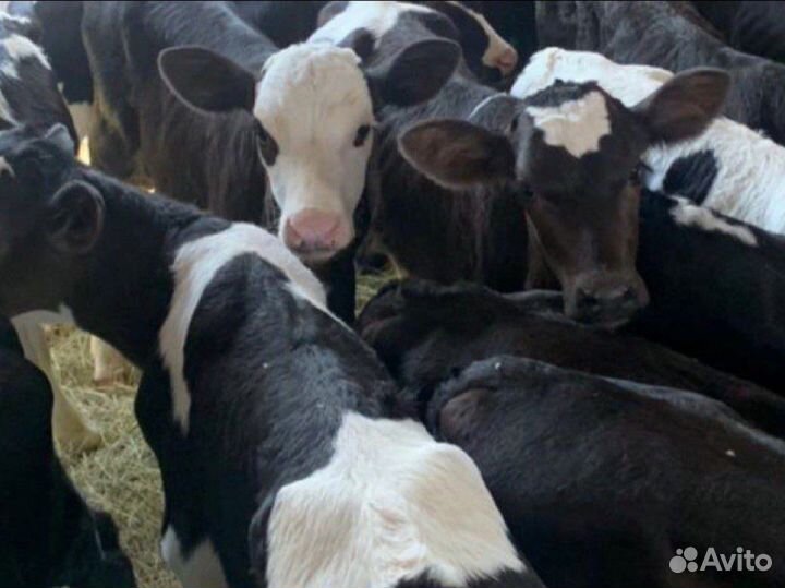 Бычки телята