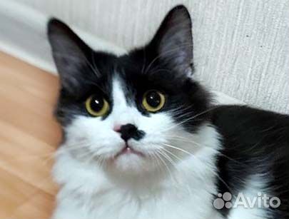 Томас, 1 год, в добрые руки