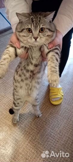 Кот для вязки