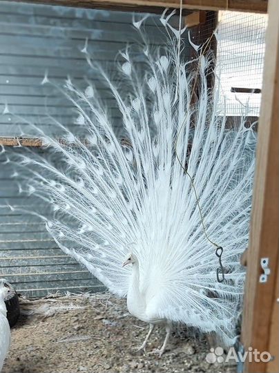 Павлины белые