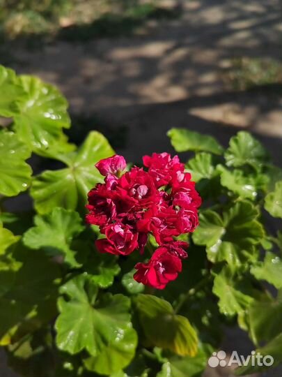 Герань пеларгония розебудная