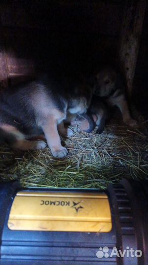 Щенки русской гончей