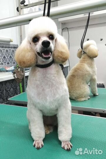 Груминг собак и кошек