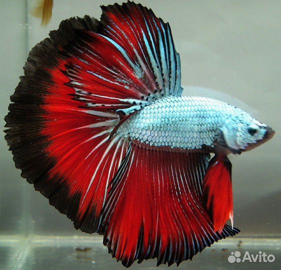 Рыбки Петушки (большой выбор )