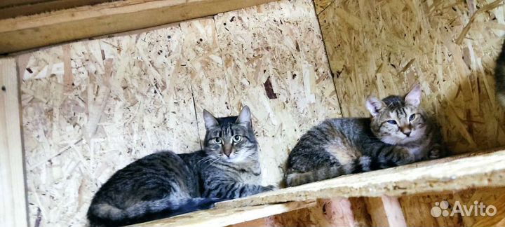 Кошка Тигра