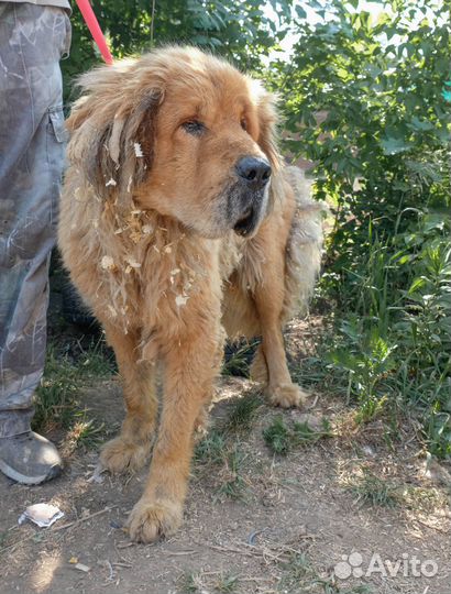 Не покупайте приезжайте к нам за другом