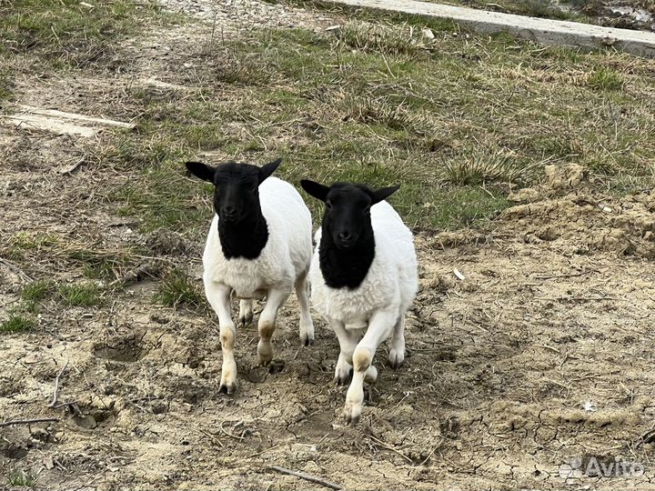 Ягнята дорпера