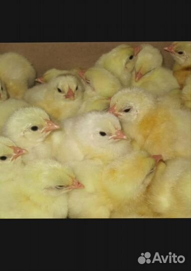 Цыплята броллер Росс 308 Венгрия