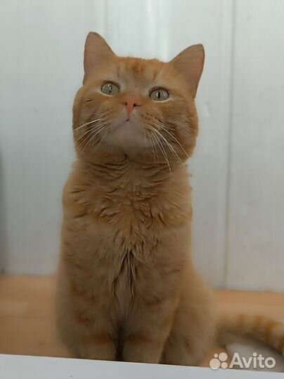 Кошки в добрые руки бесплатно
