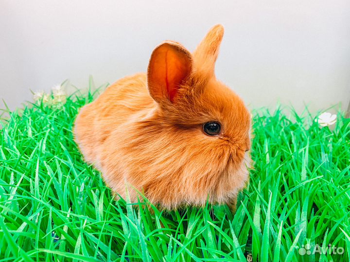 Карликовые крольчата - Большой выбор крольчат