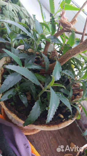 Каланхоэ лечебное