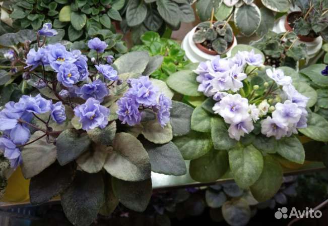 Черенки,листики мини фиалок