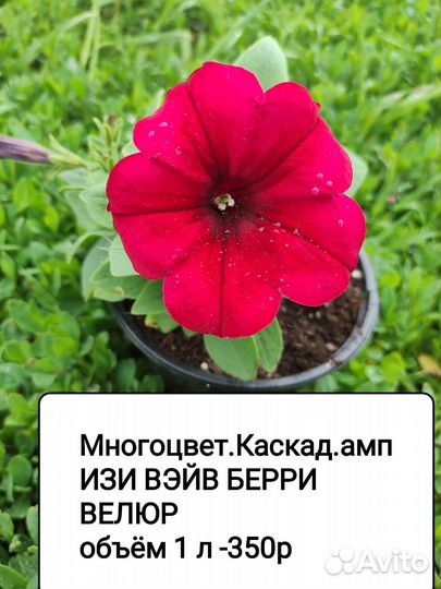 Петуния ампельная рассада