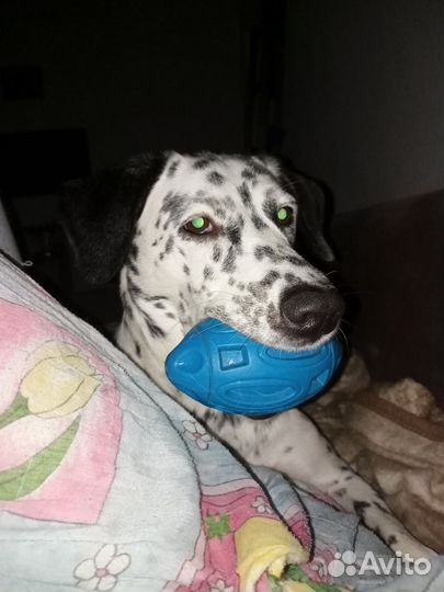 Далматинец