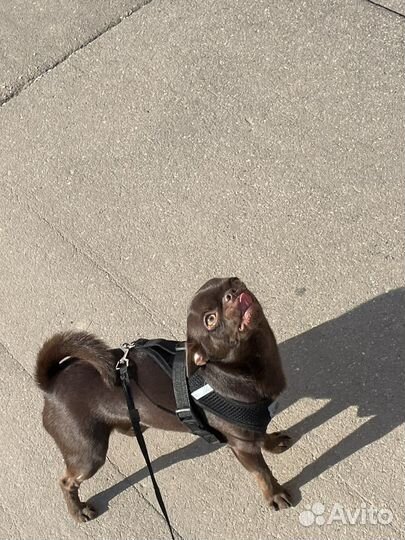 Кобель на вязку чихуахуа