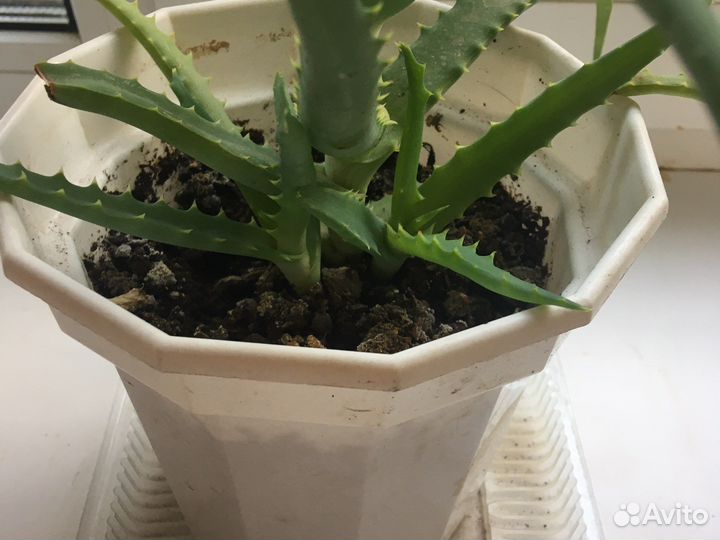 Алоэ столетник