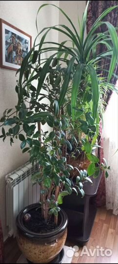 Комнатные цветы