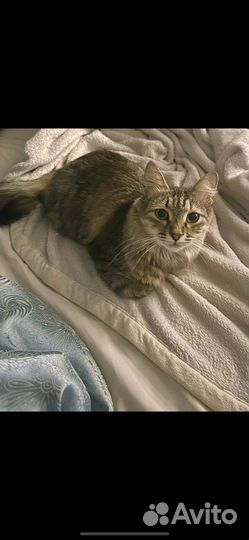 Кошка