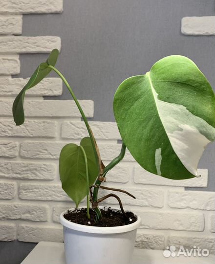 Монстера вариегатная альба