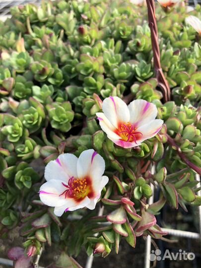 Ампельные растения