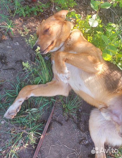 Собака в добрые руки