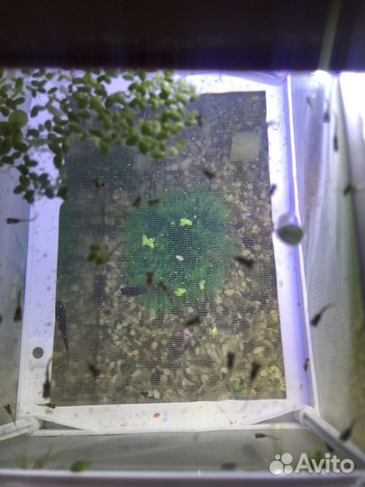 Мальки гуппи