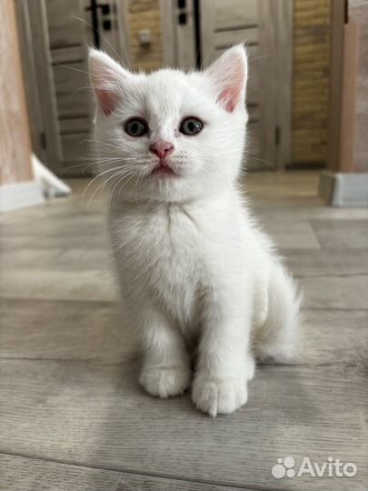 Британские котятки