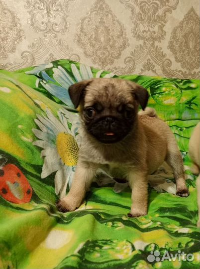 Щенки мопса