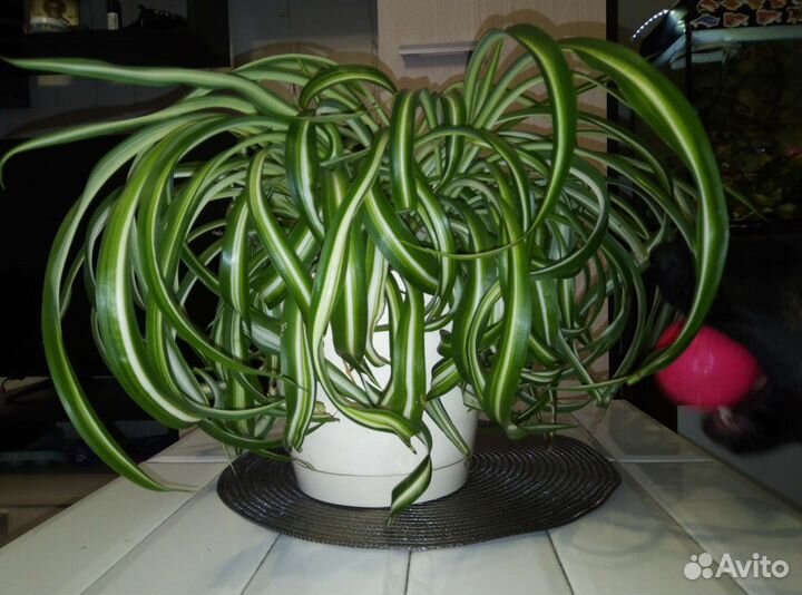 Хлорофитум кучерявый