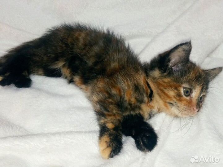 Котенок в дар бесплатно