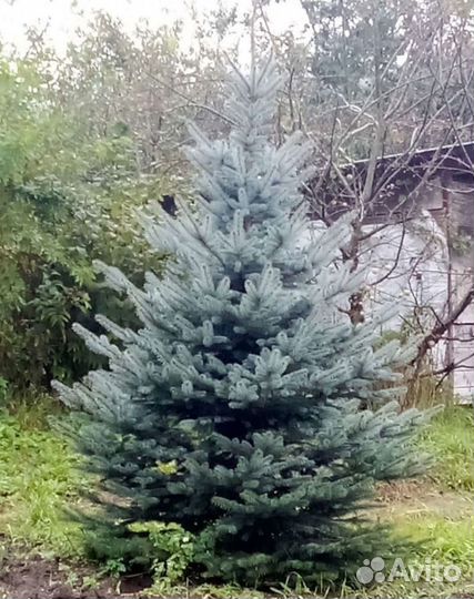 Ель голубая