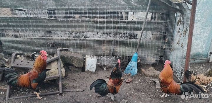 Петухи декоративные