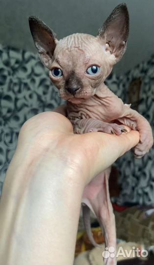 Канадский сфинкс