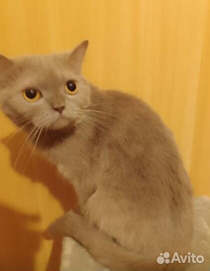 Кошечка британская
