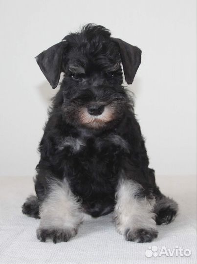 Цвергшнауцер