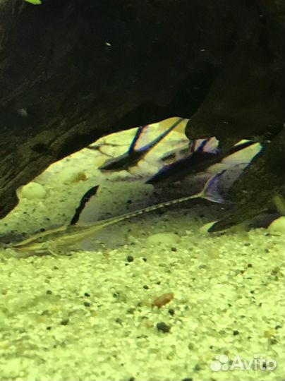 Аквариумные рыбки