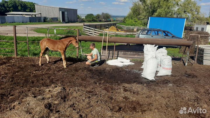 Конский навоз в мешках