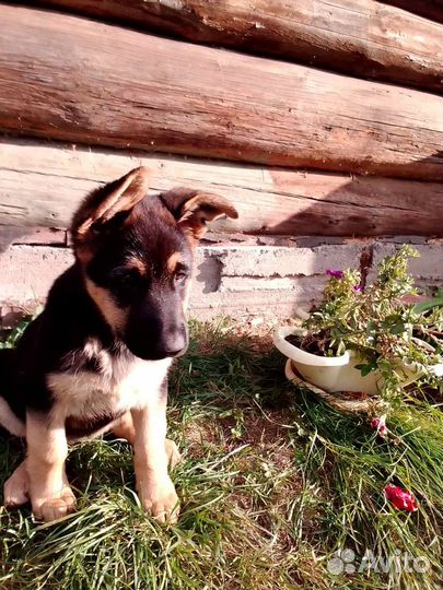 Щенки Восточноевропейской овчарки