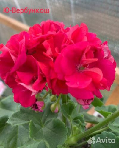 Пеларгония Ю-Вербункош (герань)