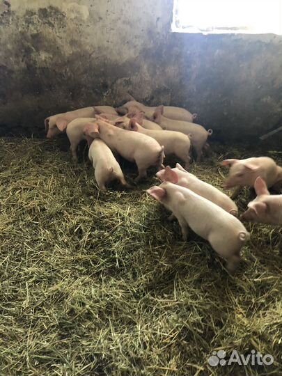Поросята ландрас